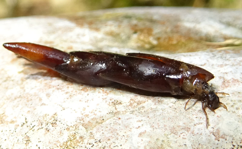 larve di tricottero Limnephilidae